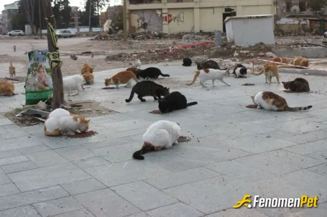 Sokak hayvanı besleme: @Fenomenpet  sokak hayvanlarını besliyoruz