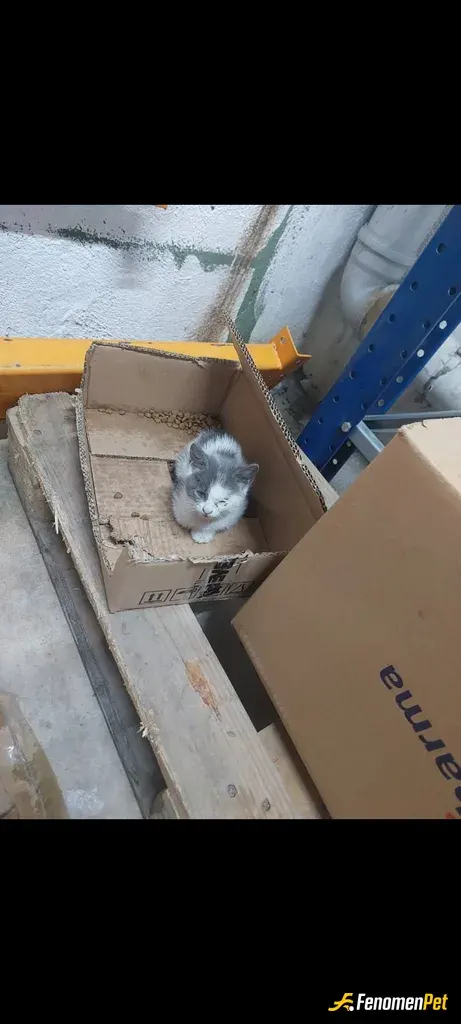 Glinch sokak hayvanını besliyor