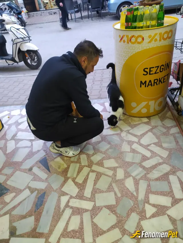 Sokak hayvanı besleme: Mama alarak hemen hemen her gün