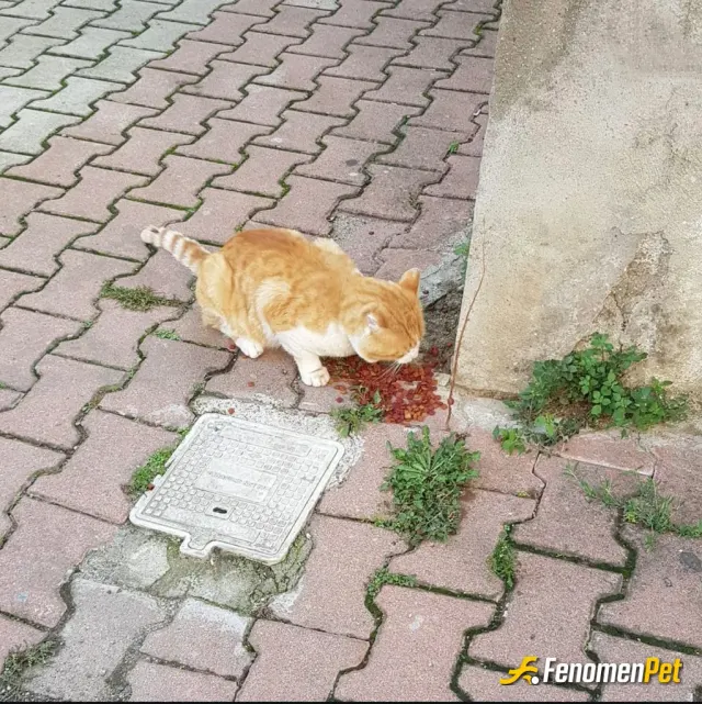 Sokak hayvanı besleme: Sokak hayvanlarını beslemek için aldığım mama ile bu yavrumuzu da besledim