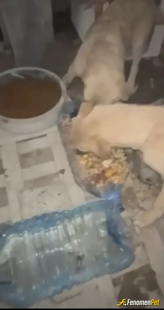 Wretuncay sokak hayvanını besliyor