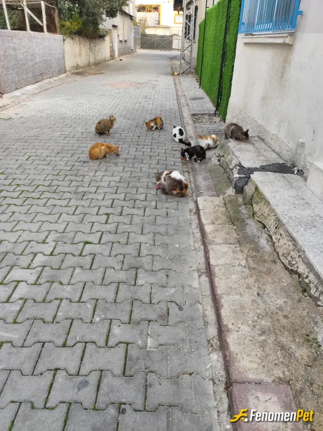 Sokak hayvanı besleme: Ben sokak hayvanları harici 4 kedi de evde besliyorum herzaman en kaliteli mamalar alırım sokak kedilerine ise