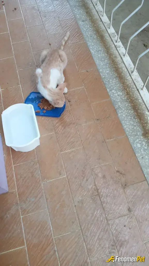 Sokak hayvanı besleme: hem kendim evde 2 kedi besliyorum yazlığımda kangal köpeğim var hayvanları insanlardan daha çok seviyorum bu y
