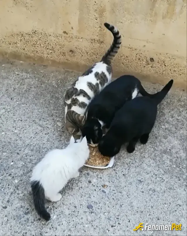 Sokak hayvanı besleme: Bizim marketin müdavimleri birlikte açıp birlikte kapatıyoruz karşılıgında mama 😍