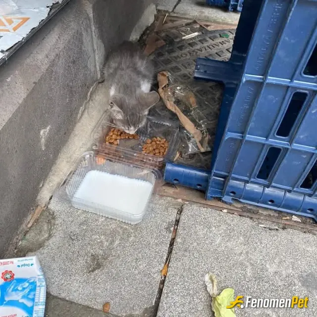Sokak hayvanı besleme: Evdeki Kedi ve kopekle vakit gecirmek benim hobim. Sokakdaki canlilara elimden geldigi kadar bakmak ise gorevi