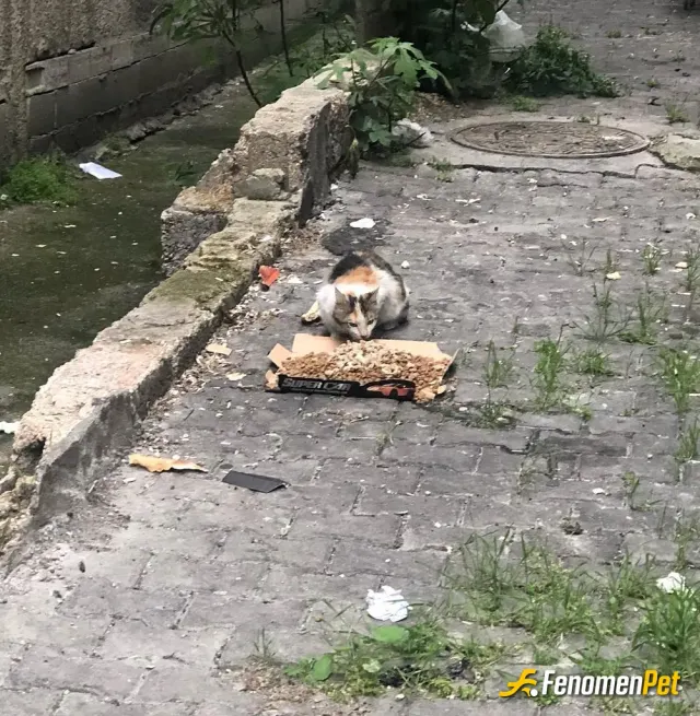 Sokak hayvanı besleme: Evimde de kedilerin köpeğim, var sokak hayvanları içinde sureklı arabamda yanımda mama taşırım
