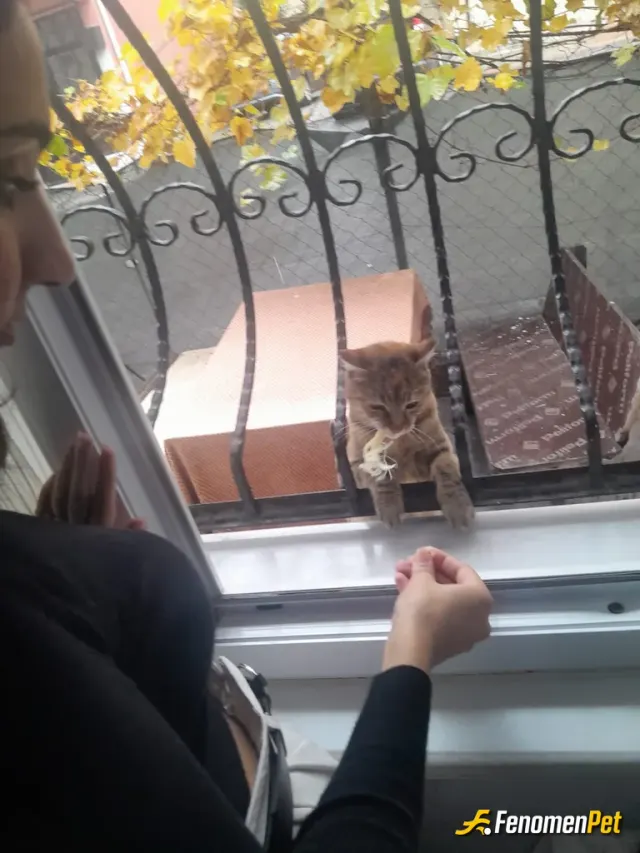 Semaa55 sokak hayvanını besliyor