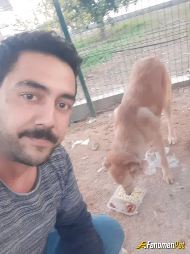 Sokak hayvanı besleme: Hayvanlari sevin