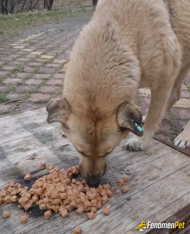 Sokak hayvanı besleme: Sokak hayvanları deyince sadece kedi köpekler değil sokağı evi bilen canlarımıza bir kap mama ve su koymayı bi