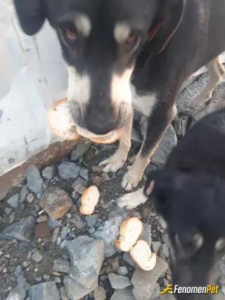 Sokak hayvanı besleme: Elimizden geldiği kadar ekmek kemik su nasılda alıştılar hayvanların dili yok bişey istemeye gördüğümüz yerde