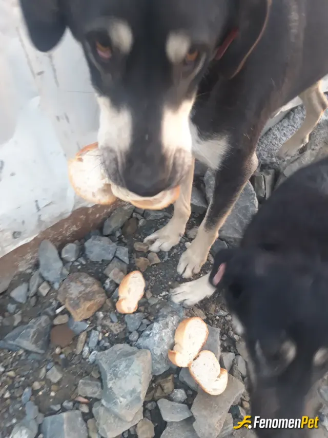 Sokak hayvanı besleme: Elimizden geldiği kadar ekmek kemik su nasılda alıştılar hayvanların dili yok bişey istemeye gördüğümüz yerde