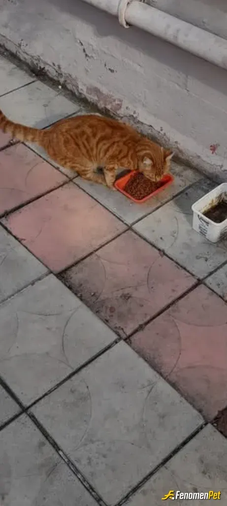 sara90 sokak hayvanını besliyor