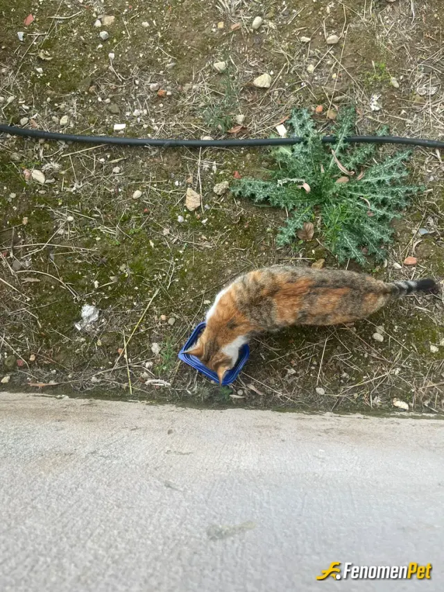 omerdnzl sokak hayvanını besliyor