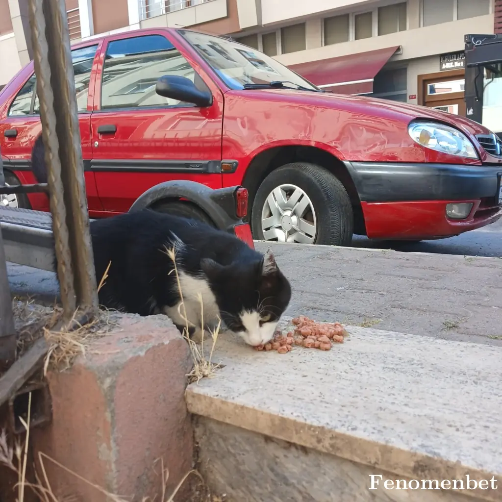 sariderler34 tarafından paylaşılan fotoğraf