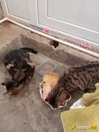 Sokak hayvanı besleme: Hergün besliyorum bunlardan