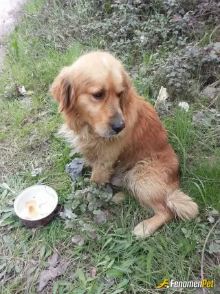 Sokak hayvanı besleme: Elimdeki imkanlar dahilinde her fırsat bulduğumda bazen toplayarak bazen satın alarak soğuk kış günlerinde ne 