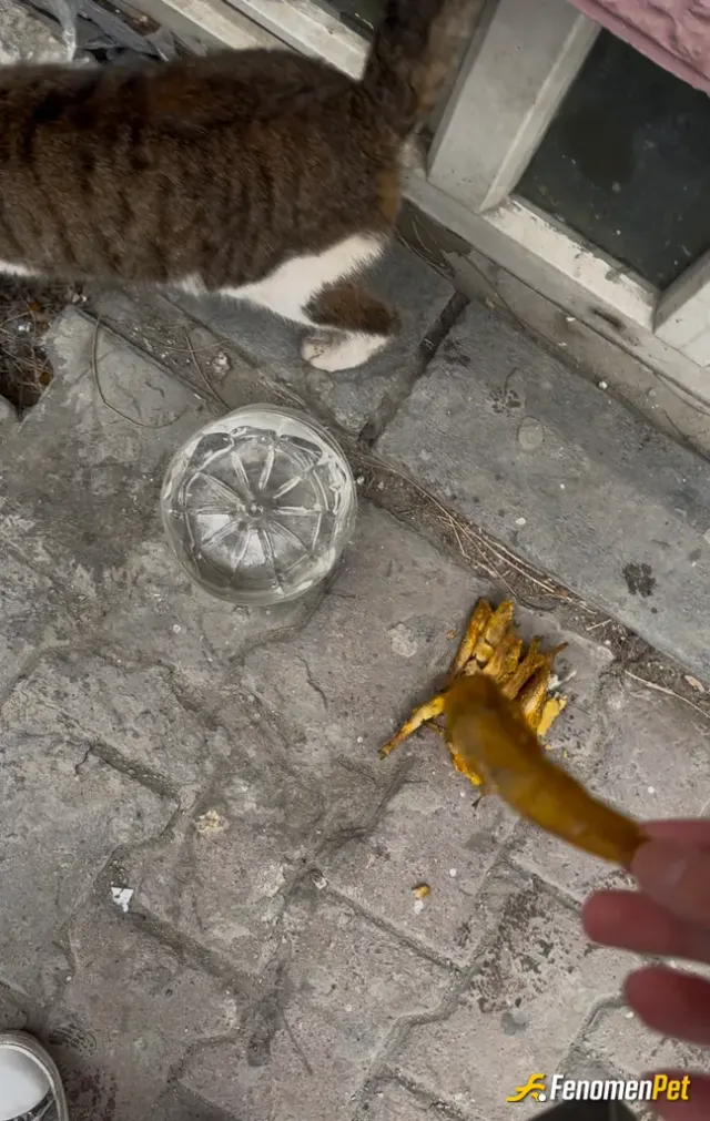 Sokak hayvanı besleme: her sabah kedilerin sularını tazeleyip kuru mama veriyorum ama bugünkü menümüz böyle :) fenomenbeti bu şekilde