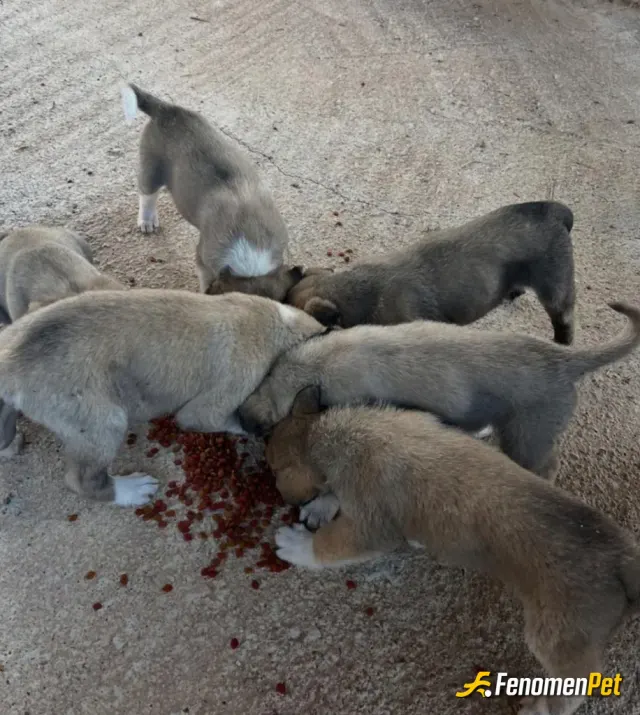 Sokak hayvanı besleme: Mama alip köpek yavrularını besledim #Fenomenpet
#Fenomenbet - Fenomenbet Patiler de kazanır!