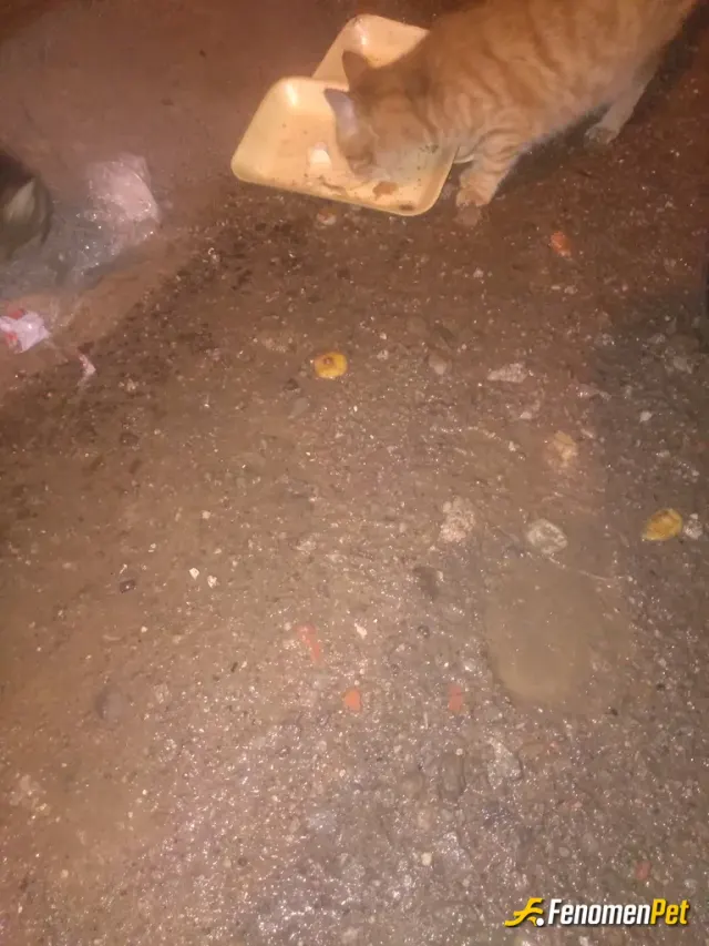 izmirua sokak hayvanını besliyor
