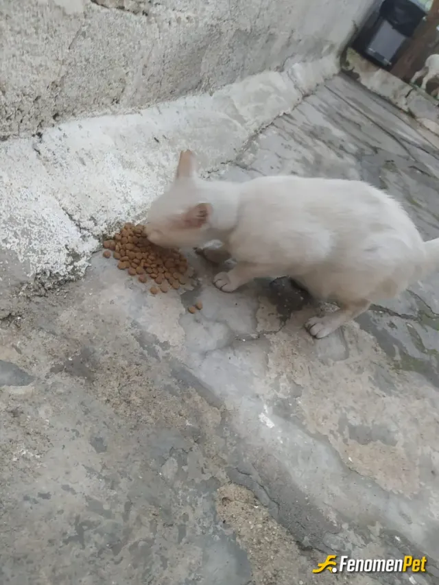 Rayn01 sokak hayvanını besliyor