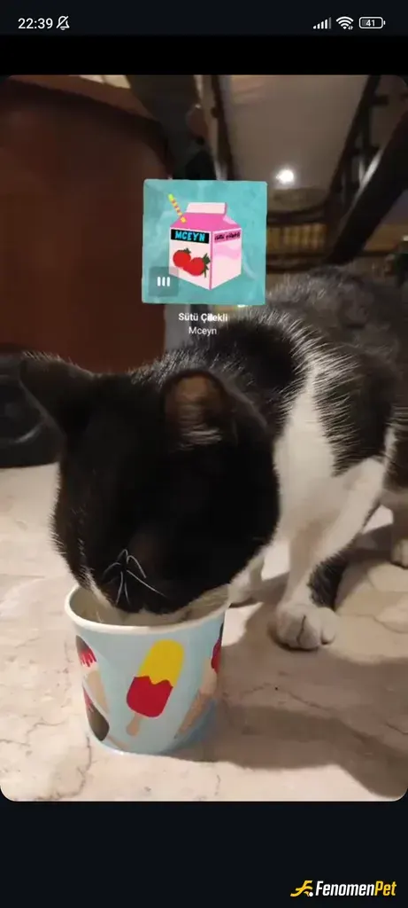 Sokak hayvanı besleme: catLove