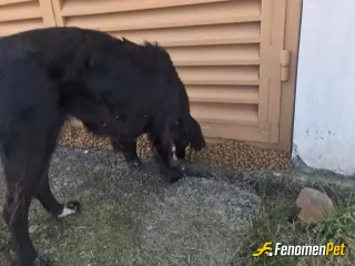 Nadooo sokak hayvanını besliyor
