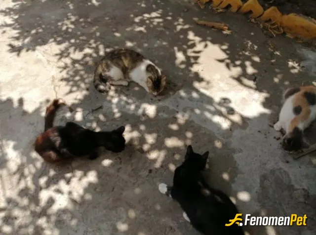 Sokak hayvanı besleme: #Fenomenpet Fenomenbet pati dostu sokak hayvanlarına her zaman duyalı olalım