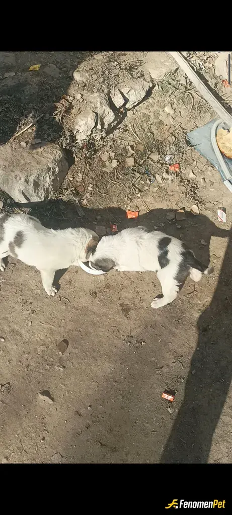 hamideykt1 sokak hayvanını besliyor