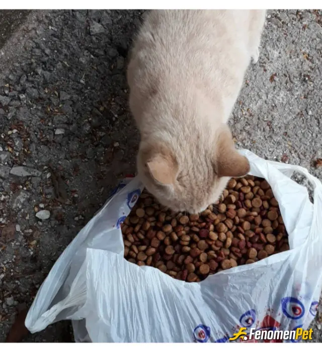 Sokak hayvanı besleme: Önceden çekilmiş fotografdır