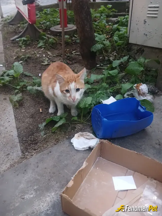 tefeci sokak hayvanını besliyor