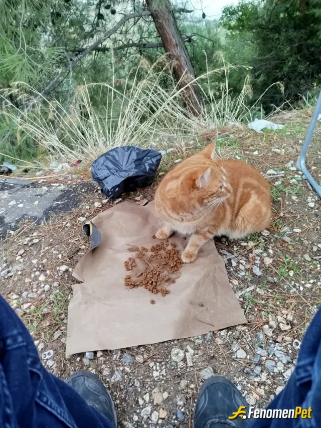 Sokak hayvanı besleme: Bir kap su bir kap mama