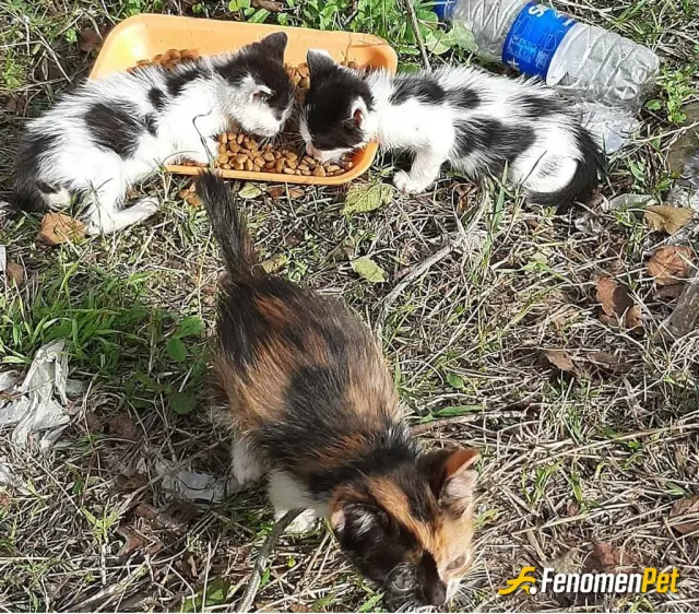 Sokak hayvanı besleme: #Fenomenpet 😍
