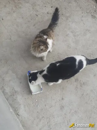Sokak hayvanı besleme: Bizim burda çok sokak kedisi var elimden geldikçe yardım ediyorum kedi maması ppahalı olduğu için süt yoğurt