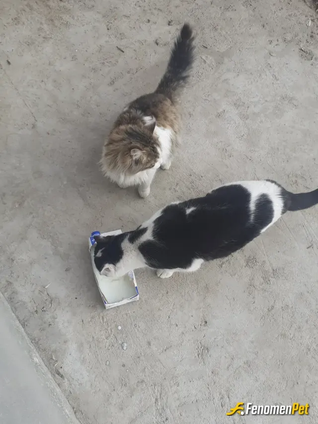 Sokak hayvanı besleme: Bizim burda çok  sokak kedisi var elimden geldikçe yardım ediyorum kedi maması ppahalı olduğu için süt yoğurt 