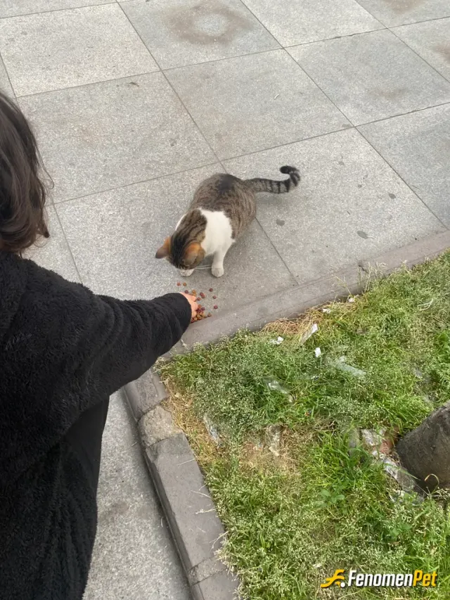 Sokak hayvanı besleme: Yanımda her zaman mama taşırım ve sokak kedilerine veririm