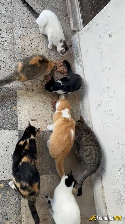 Sokak hayvanı besleme: Canlarımız kış geldi keşke imkanımız olsa da evimizdr bakabilsek hepsine 🙏💘