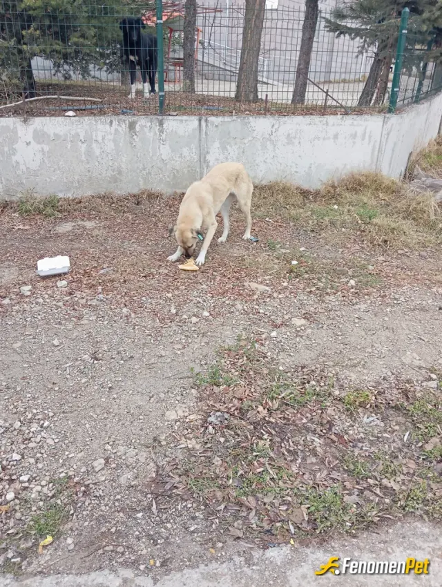 Sokak hayvanı besleme: Kazanç saglarsam yine can dostlarımıza harcayacagim teşekkürler.