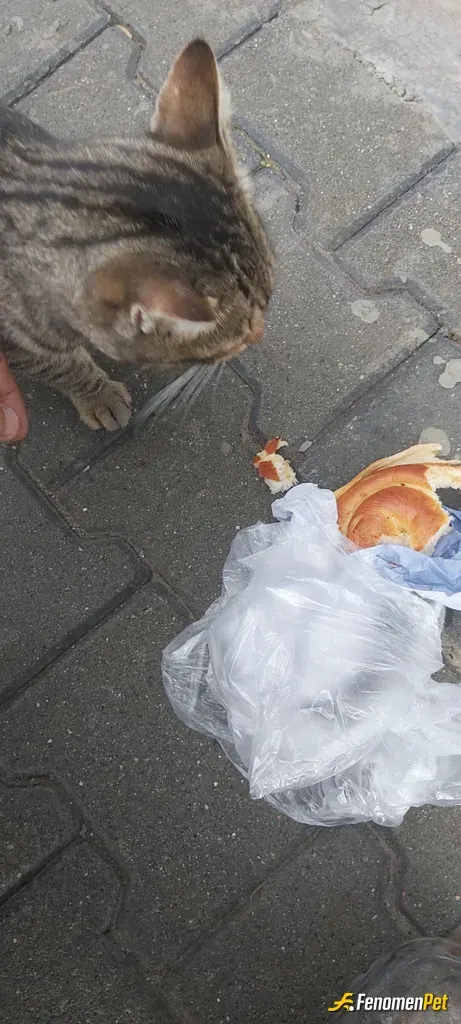 Buse0908 sokak hayvanını besliyor
