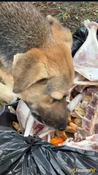 Sokak hayvanı besleme: Kasap olduğumuz için kırıntıları kemikleri sokak köpeklerine kaynatıp veriyoruz