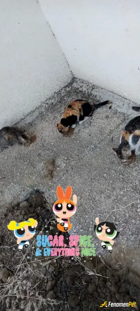 Sibeleylul sokak hayvanını besliyor