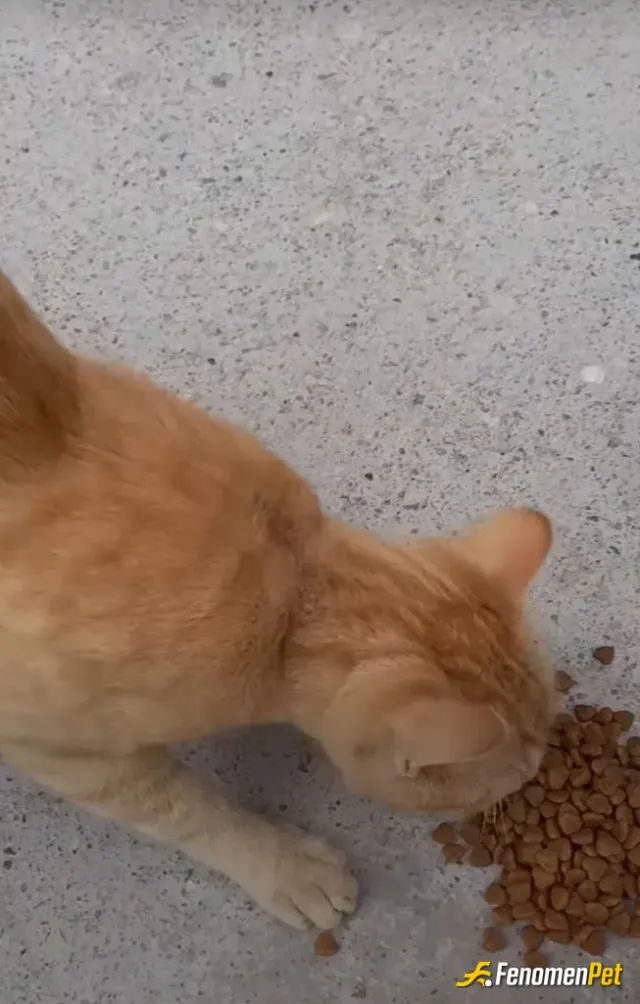 Sokak hayvanı besleme: Her gün besledigim isletmemin önündeki lokum 🌸