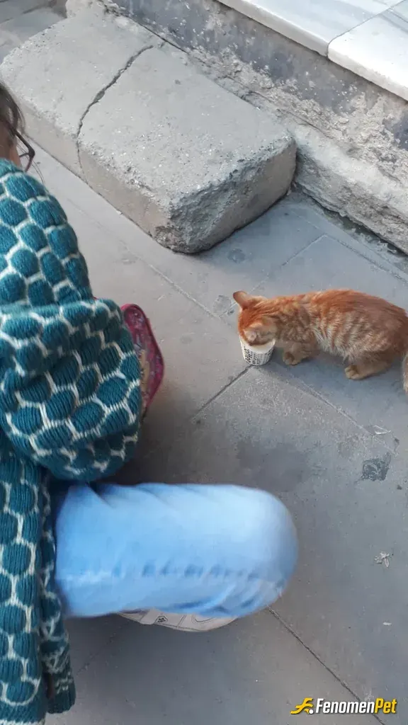 mami3434 sokak hayvanını besliyor