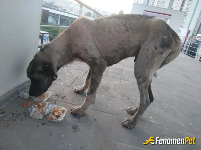 Sokak hayvanı besleme: #fenomenpet Candostlar