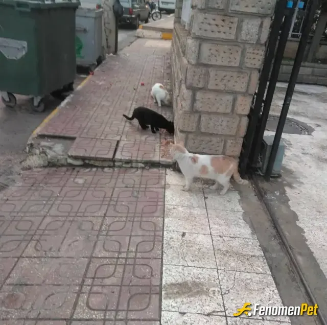 Zehsen sokak hayvanını besliyor
