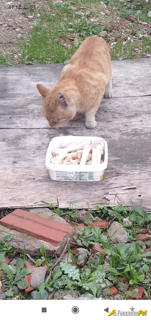 Sokak hayvanı besleme: Mahallemizdeki kedi yada köpeklere elimden geldiğince her hafta mama yada et kemik temin edip doyurmaya çalışıyorum çünk…