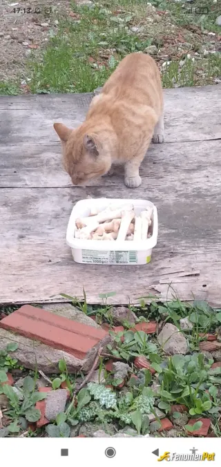 Sokak hayvanı besleme: Mahallemizdeki kedi yada köpeklere elimden geldiğince her hafta mama yada et kemik temin edip doyurmaya çalışı