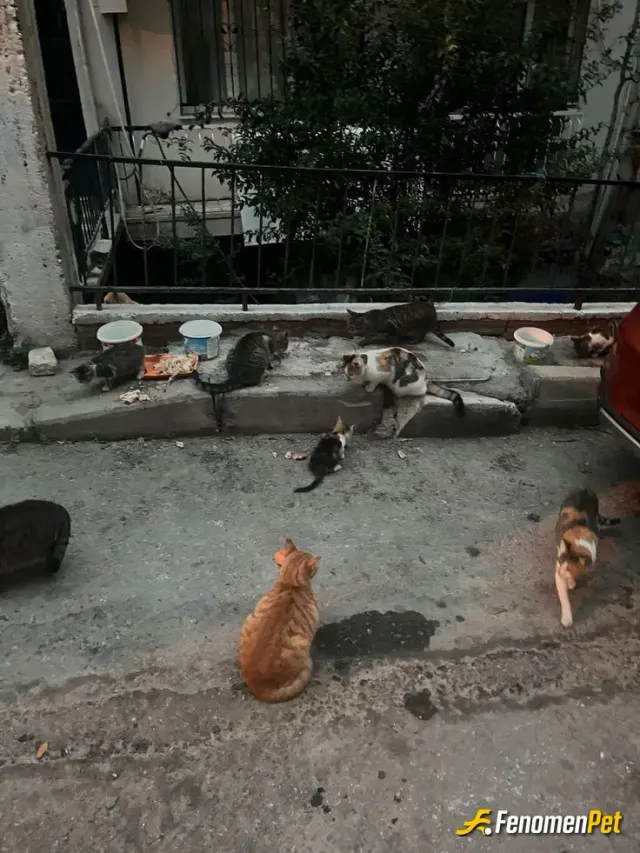 Sokak hayvanı besleme: Onlarla yarınlar daha güzel♥️😻🐶