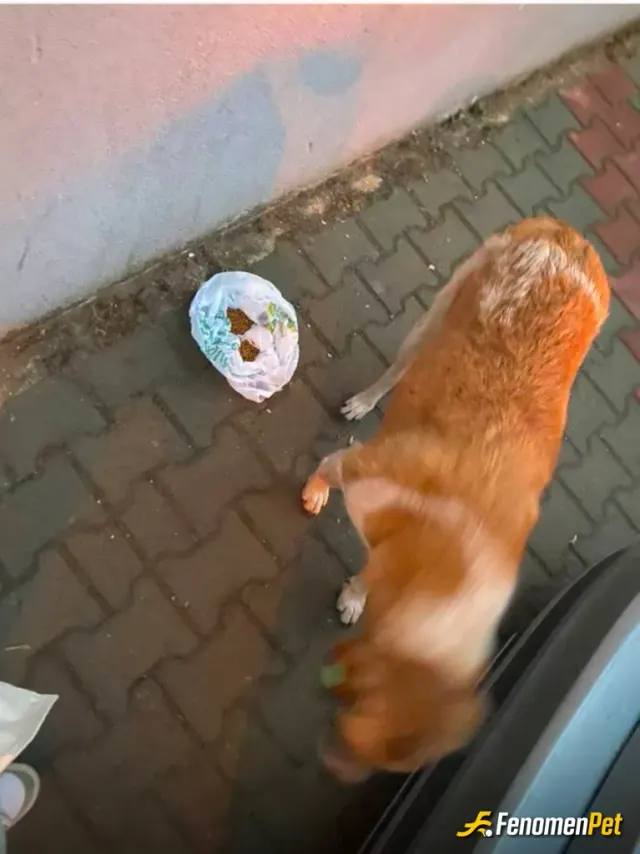 Sokak hayvanı besleme: Susamıs ve acıkmıstı besledim