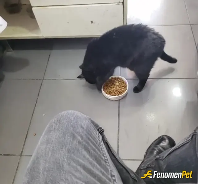 Sokak hayvanı besleme: Bir hayvanı severseniz oda sizi sever. ama bir insanı severseniz ne yapacağı belli olmaz..