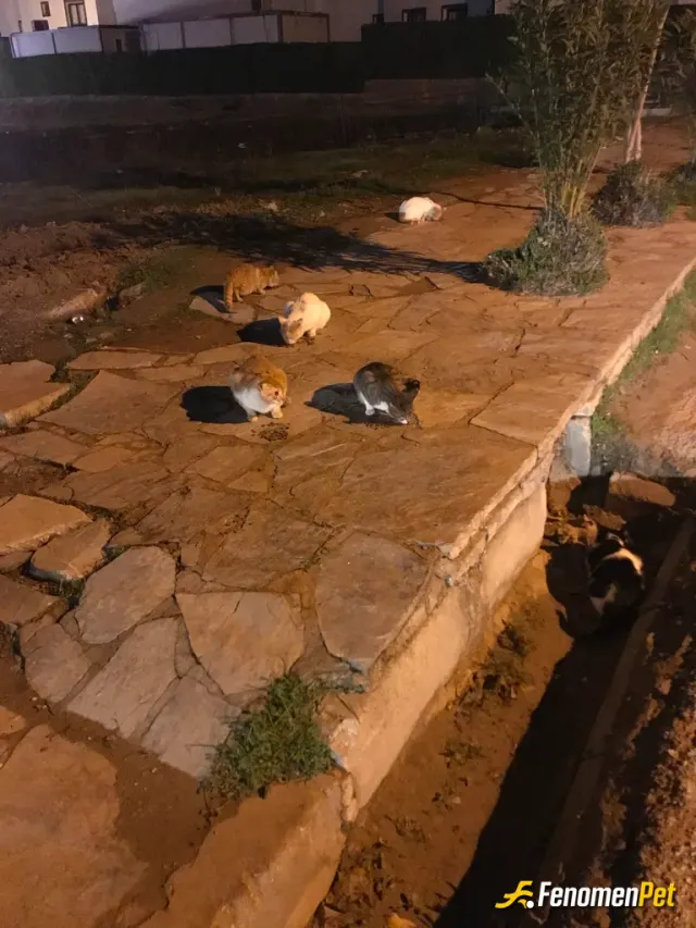 Sokak hayvanı besleme: Rutin olarak hergün mahallemdeki can dostlarımıza mama su veririz eşimle.